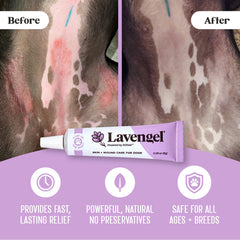 Lavengel dog ointment application on paw provides itching relief during walks.