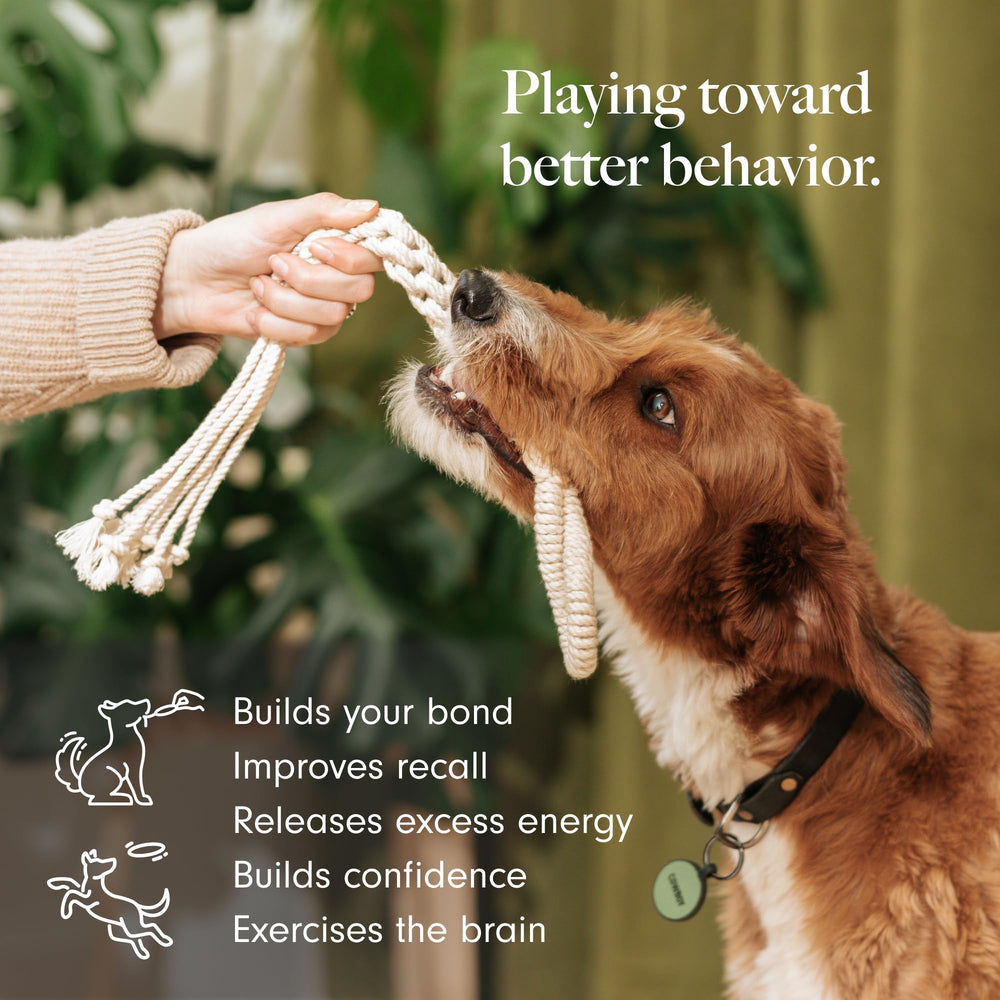 LAY LO rope toy small-dog fetch scene demonstrates durable play and teething comfort