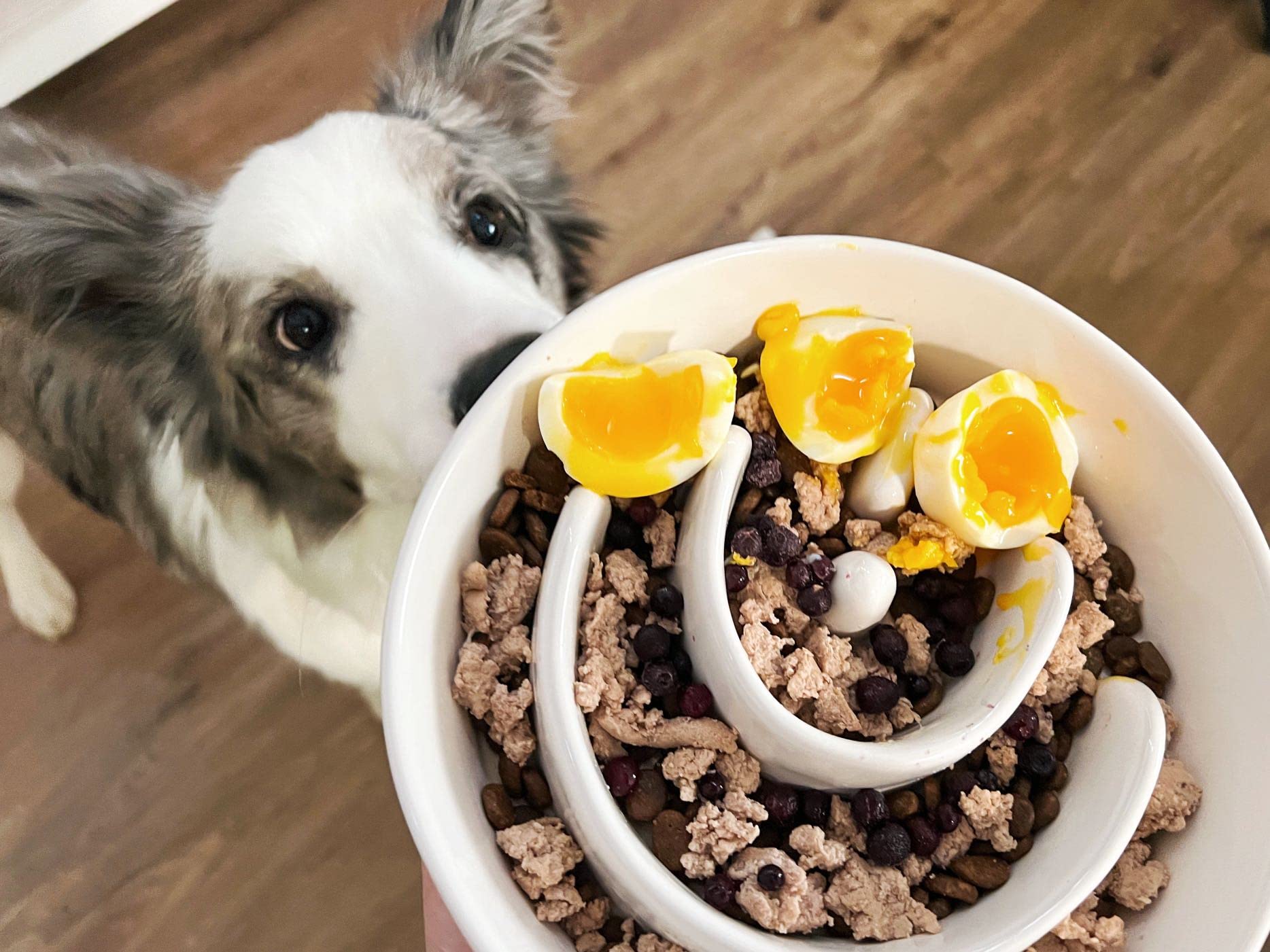 LE TAUCI PET maze-design bowl image emphasizing slower eating during meals