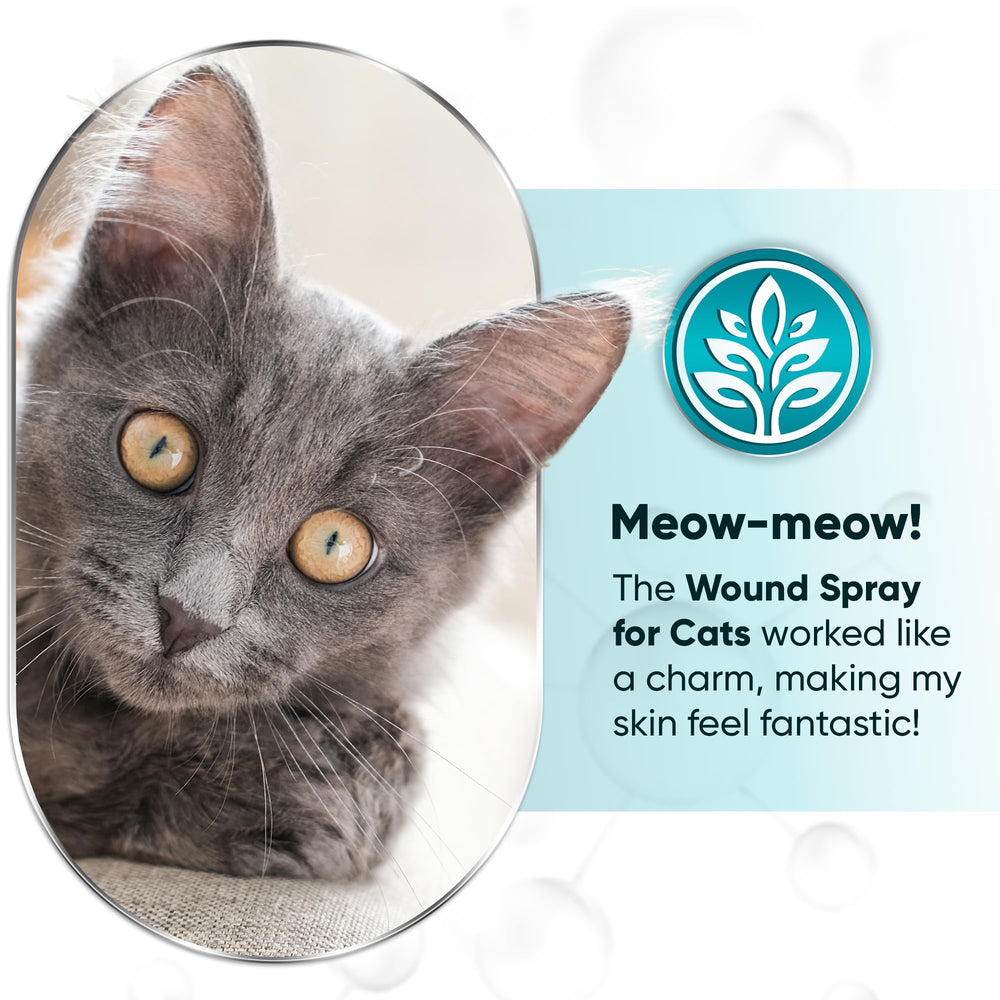 LeAcademic cat wound spray after surgery use illustrating post-operative care.