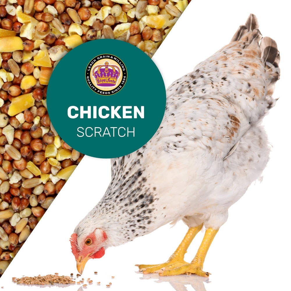 LEACH GRAIN & MILLING CO. backyard-flock scene—trusted, family-owned nutrition for poultry.