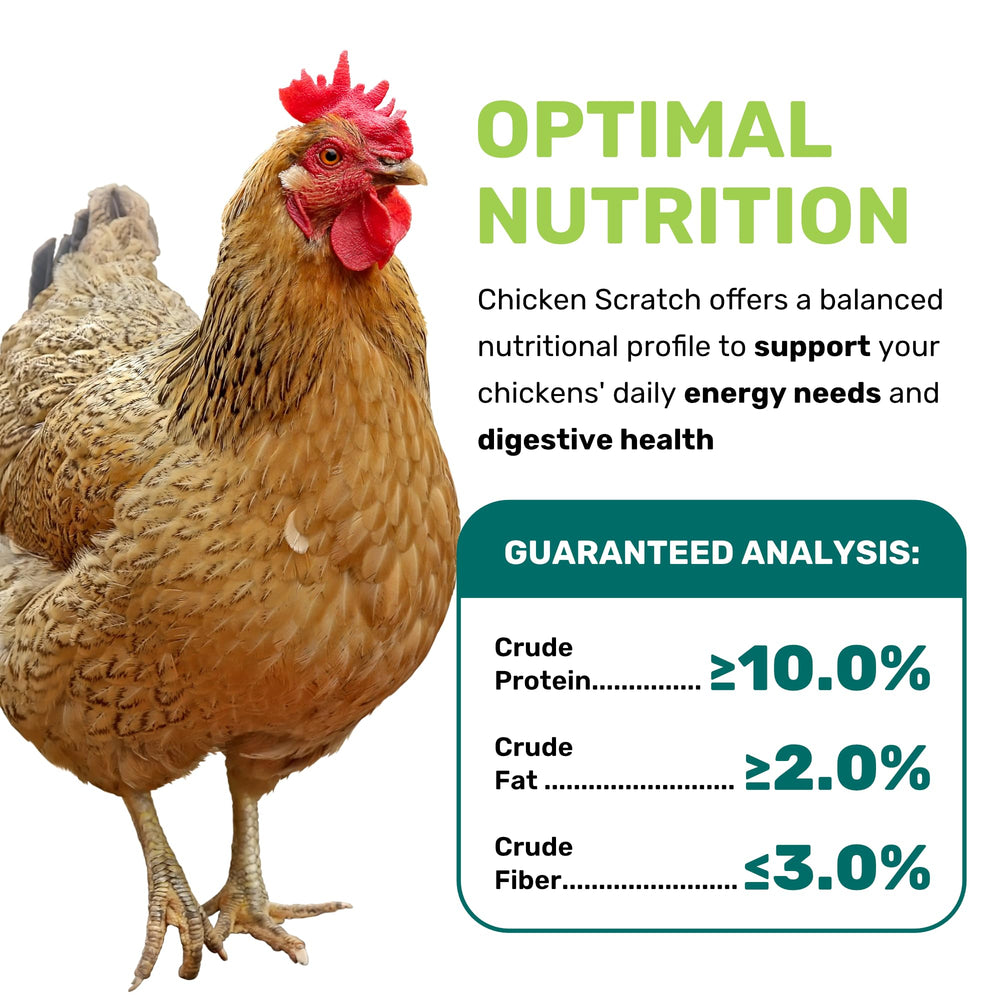 LEACH GRAIN & MILLING CO. chicken scratch hens-foraging—natural grains support activity and balanced diet.