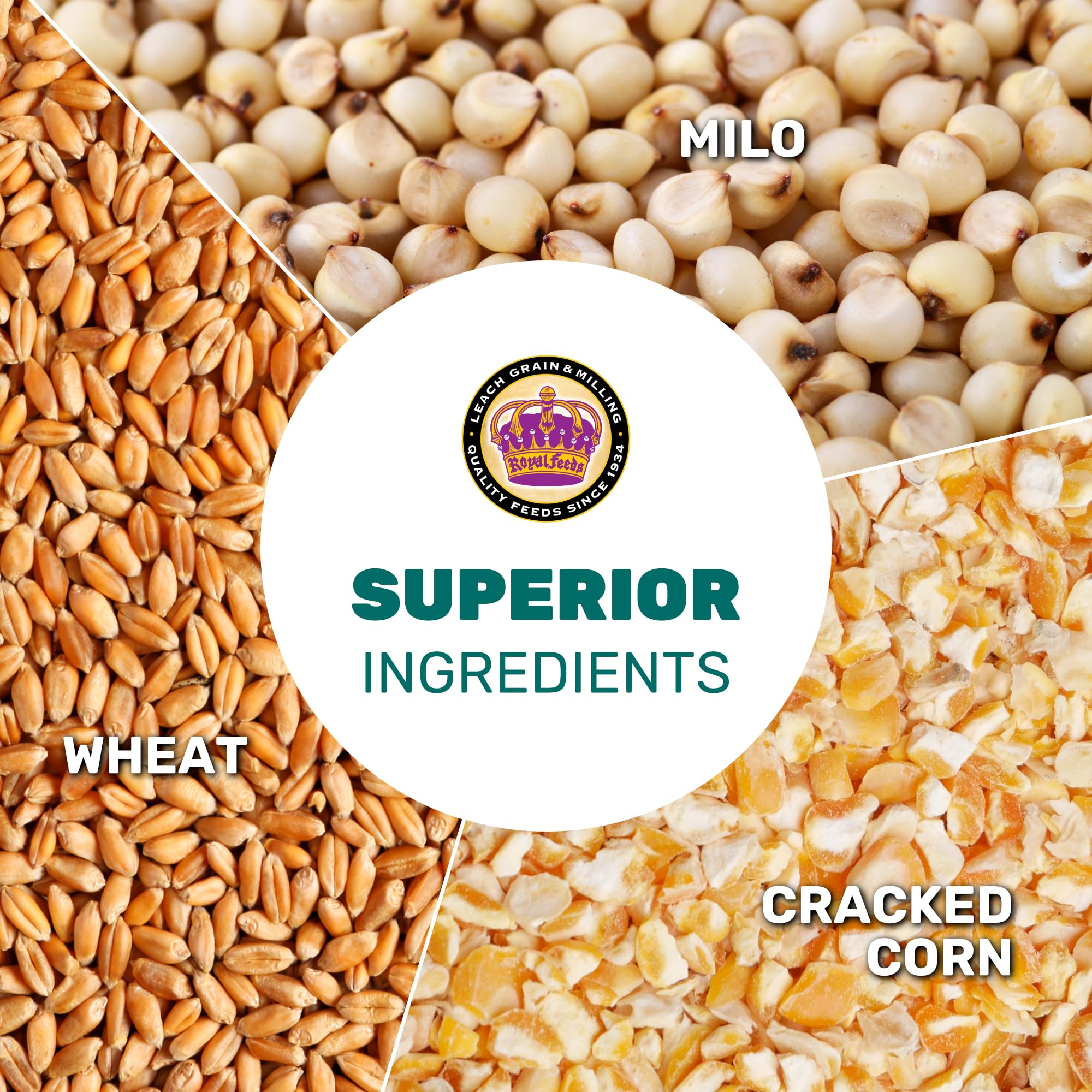 LEACH GRAIN & MILLING CO. chicken scratch serving—easy-to-serve mix for foraging and daily energy.
