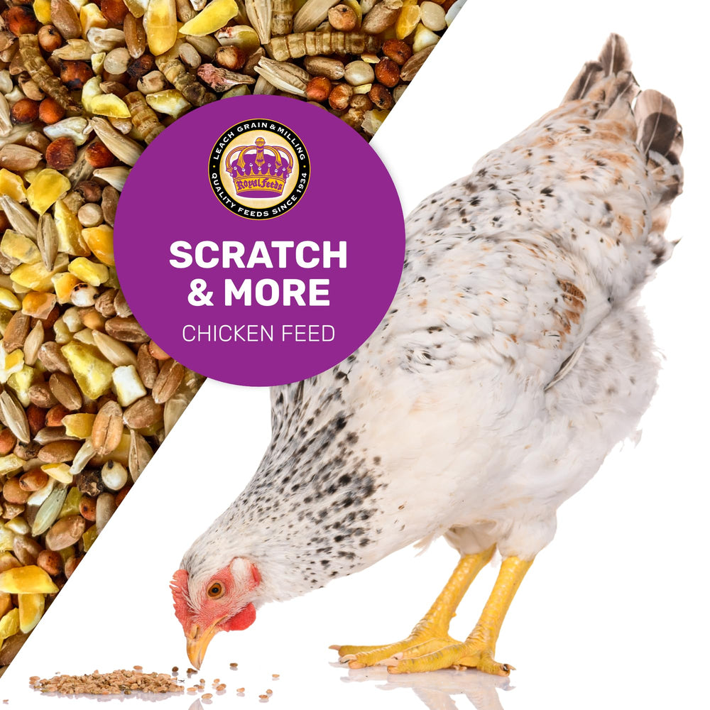 LEACH GRAIN & MILLING CO diverse grains in a bowl, illustrating a varied diet for backyard hens.