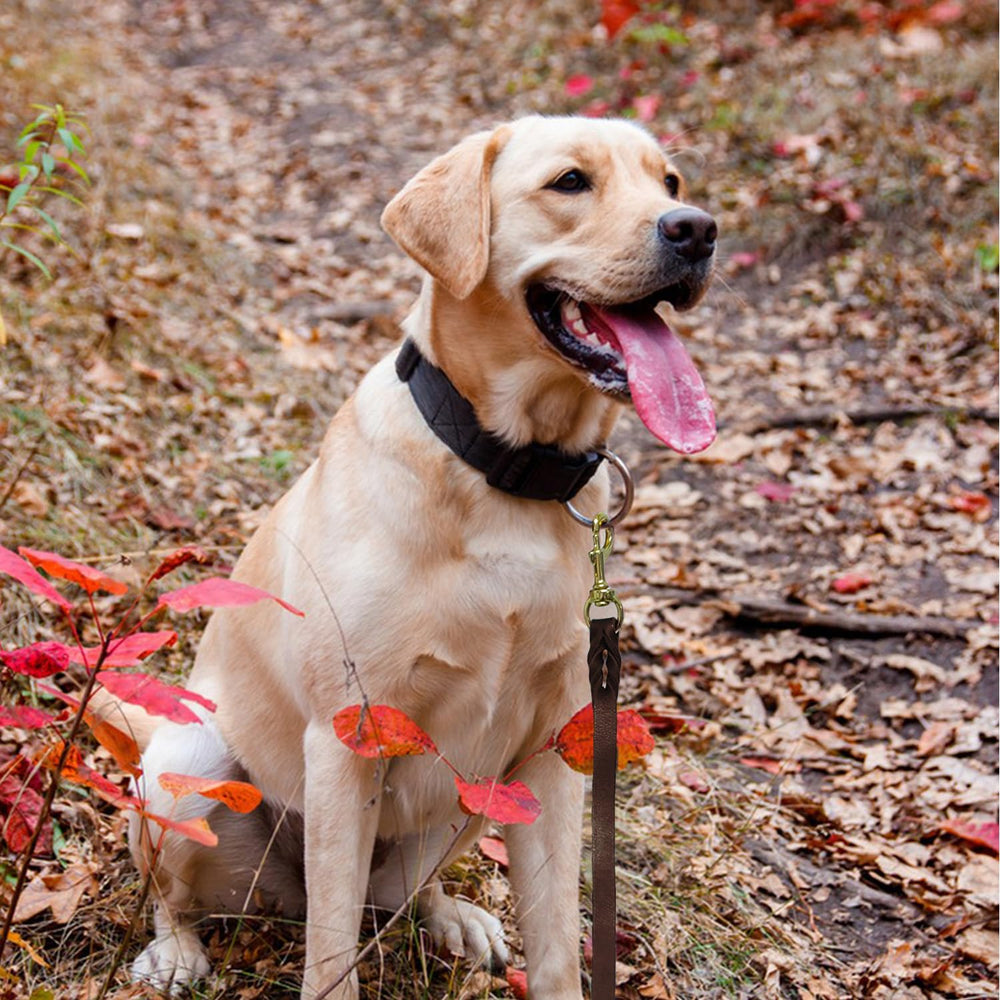Leadfar leash used in training and park walks