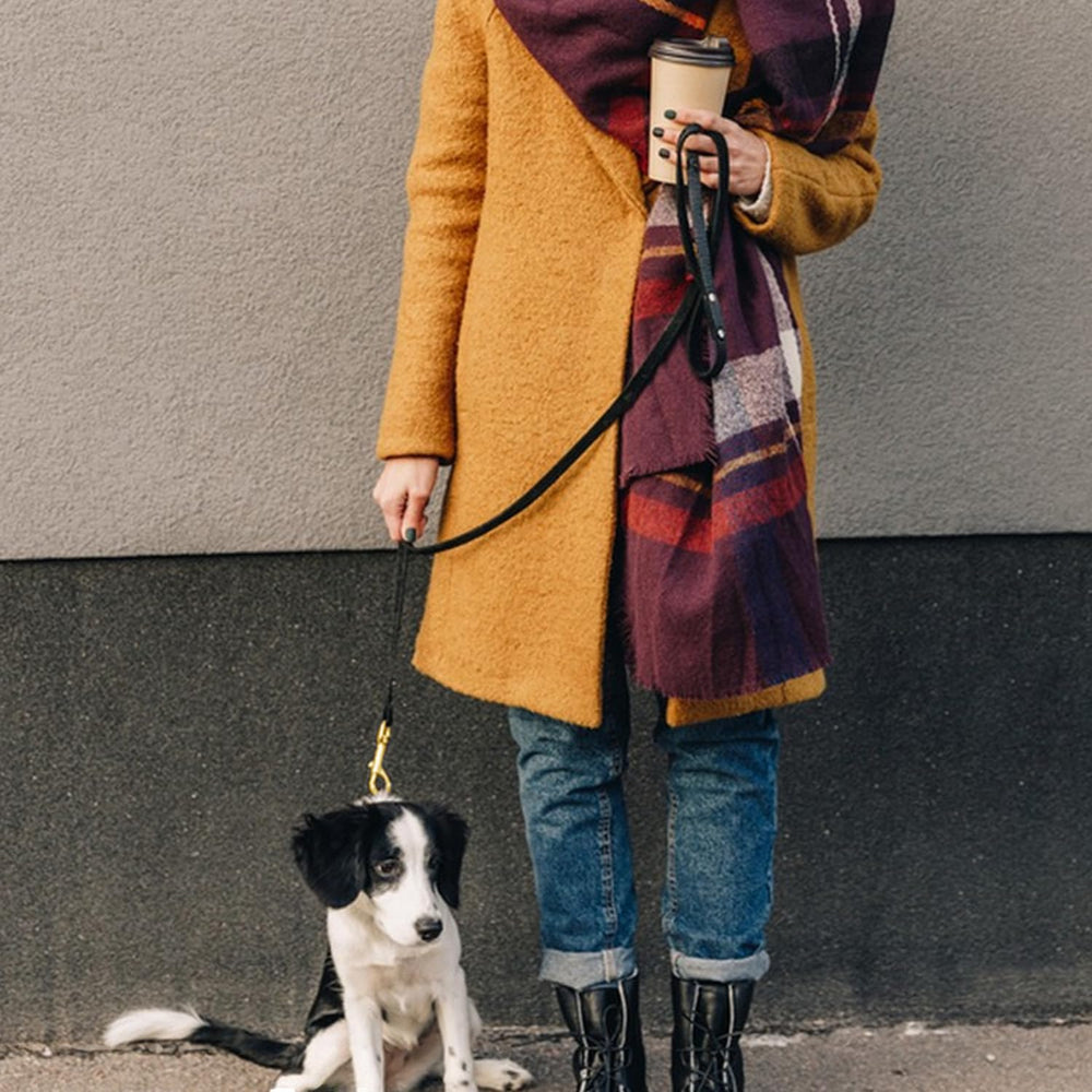 Leadfar heavy duty leash on various sized dogs highlighting suitability for small to large breeds.
