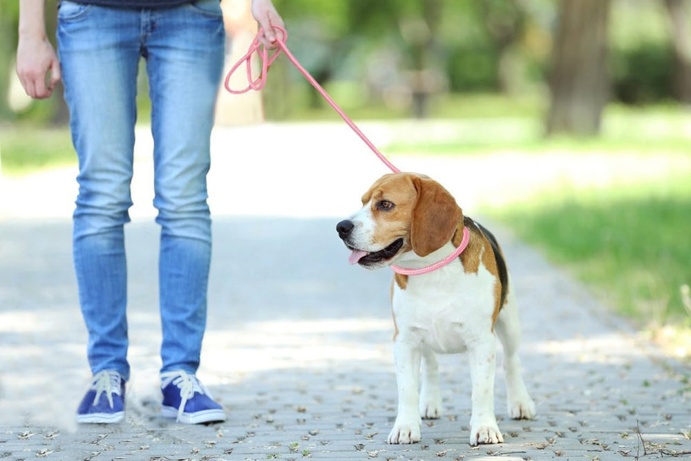 Leadfar slip lead in action during a calm walking session