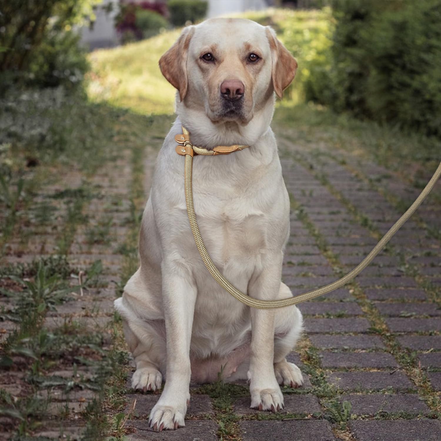 Leadfar Slip Lead nylon durability with leather details enhances safety.
