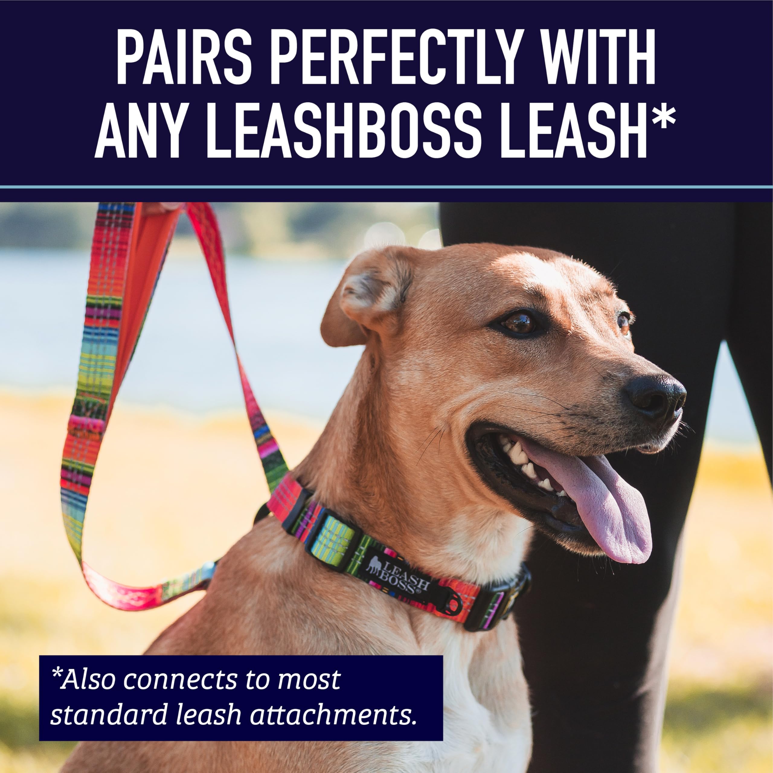 Leash Boss wear-test dog with reflective collar in low light