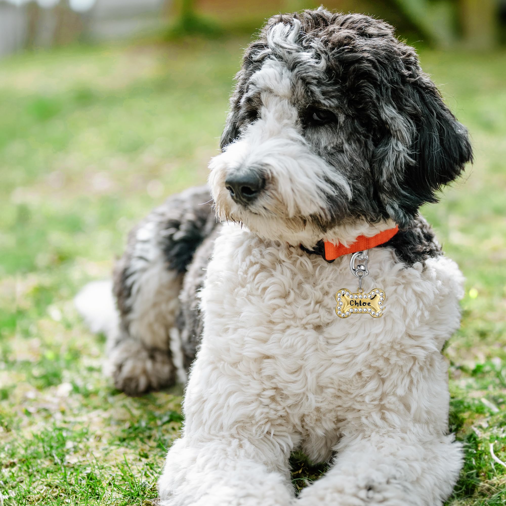 Leash King pet ID clip for dogs and cats keeps tags accessible