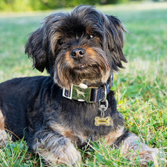 Leash King split rings securely attach licenses and name tags to any clip