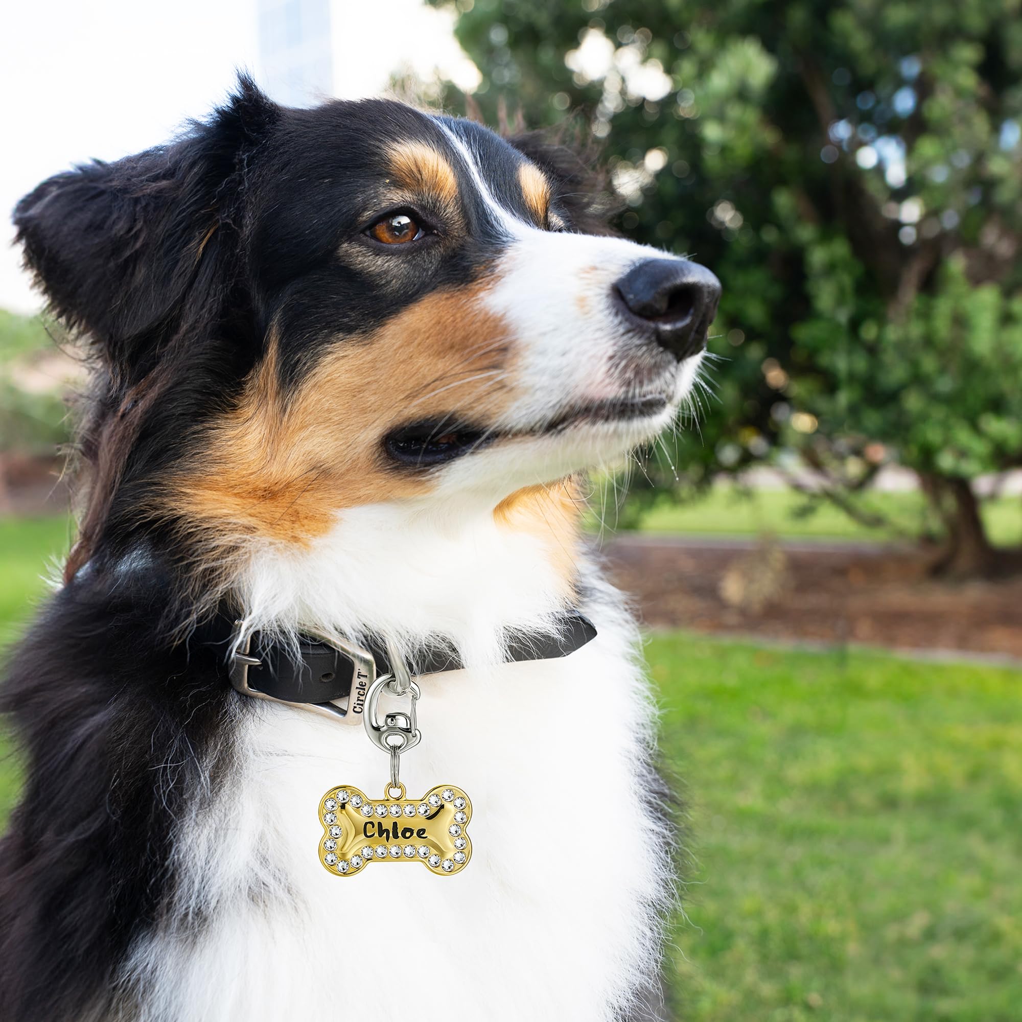 Leash King universal collar-fit clip works with most D-rings and sizes