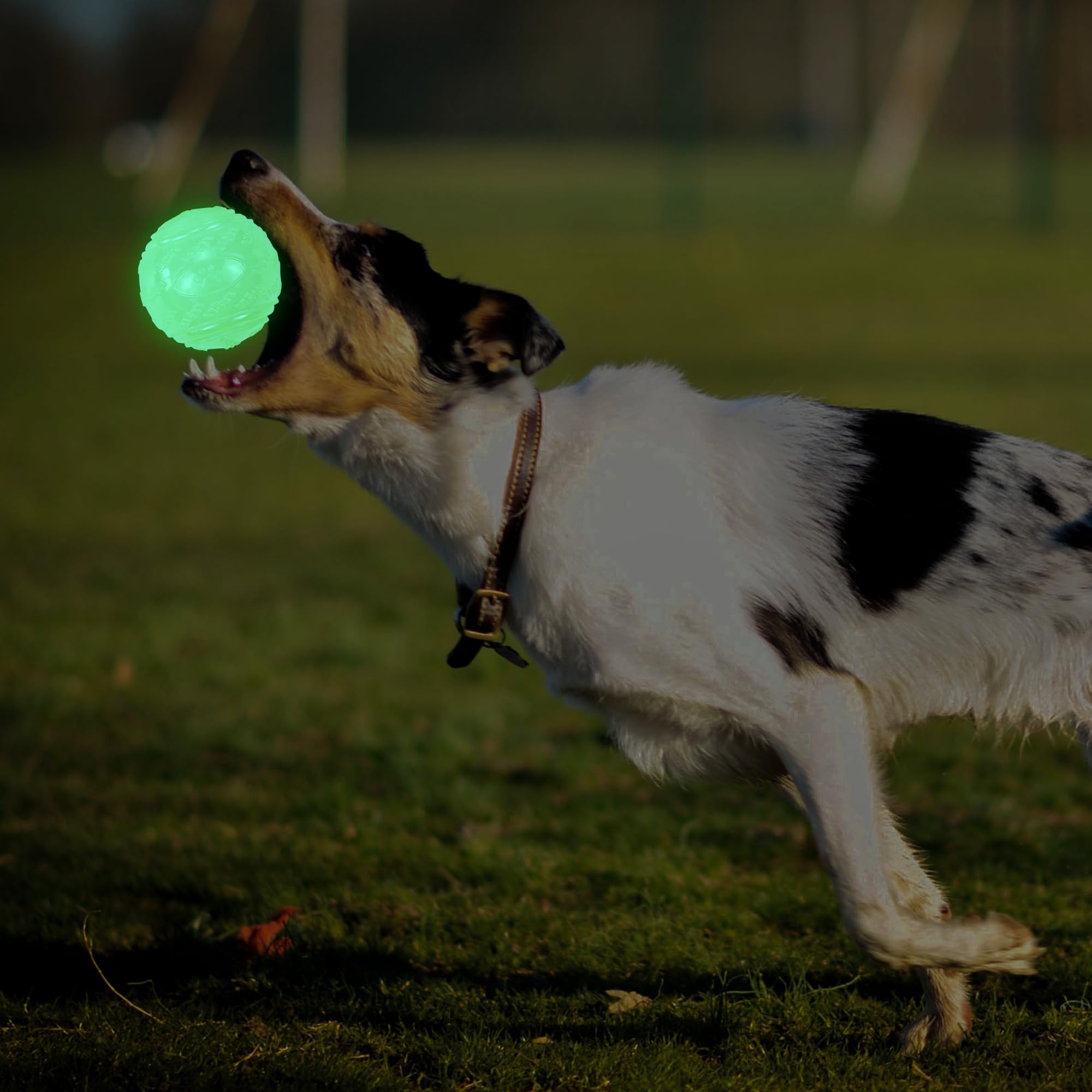 LECHONG glow dog ball 4-pack display ready for backyard fun