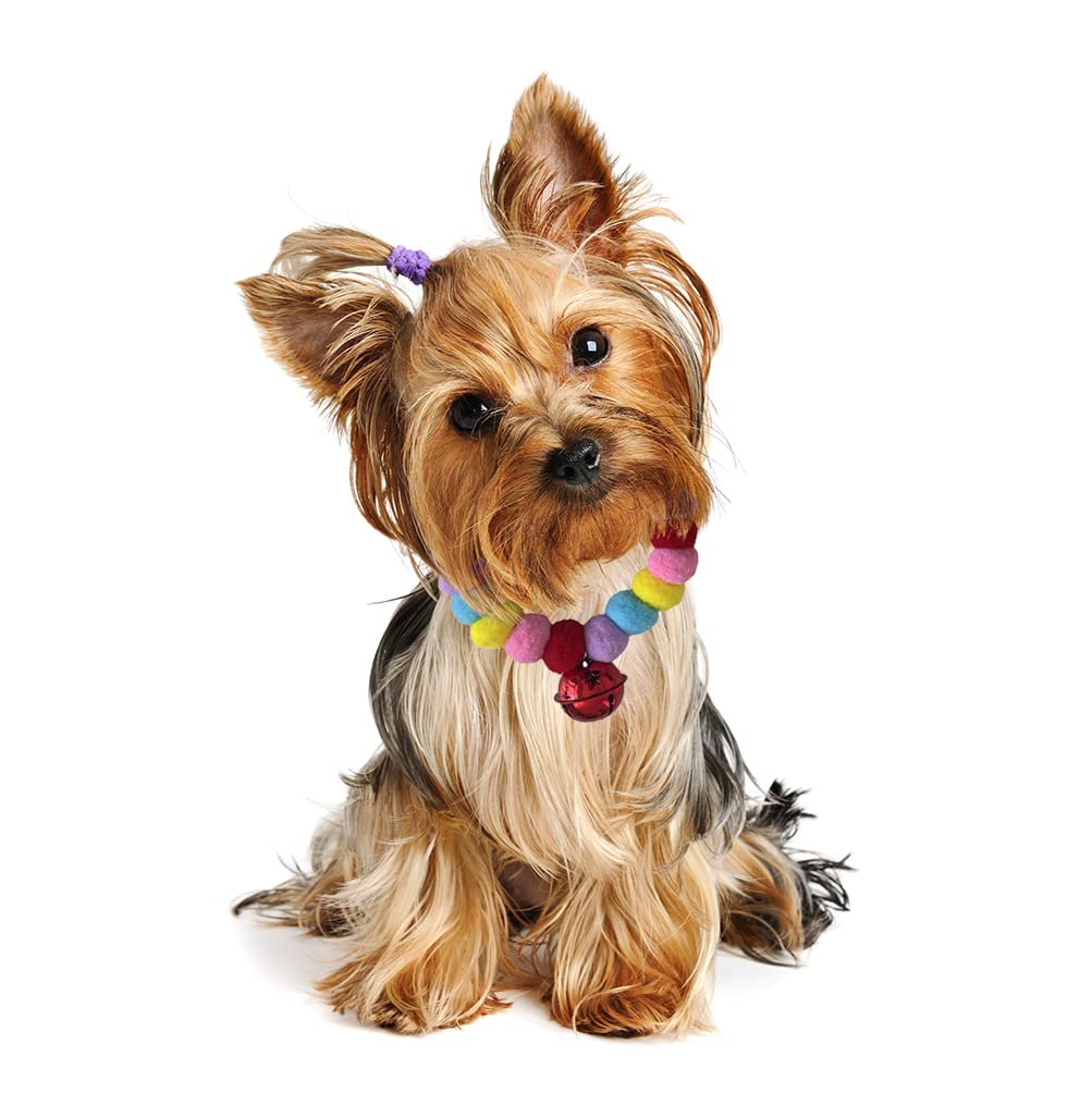 Leconpet pom pom dog collar on dog during walk showcasing easy on elastic fit.