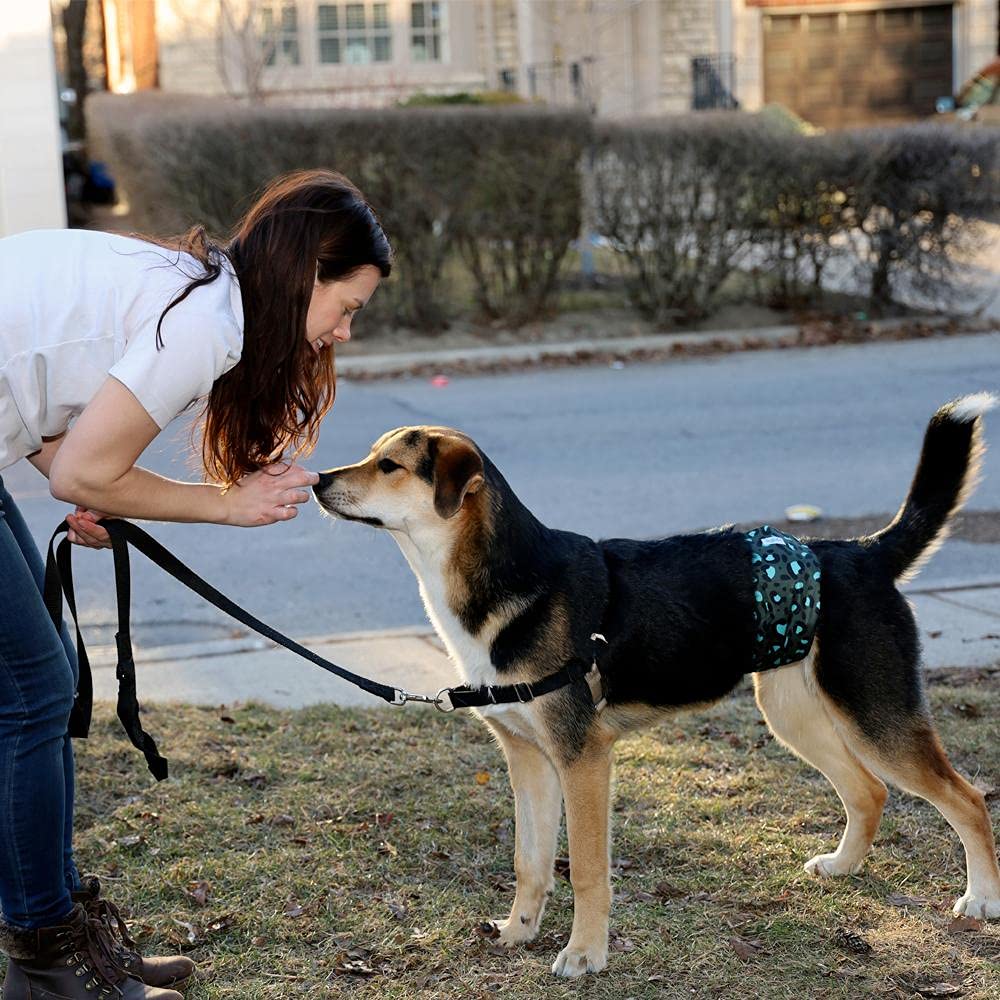 Leekalos dog diapers protect rugs and upholstery during use.