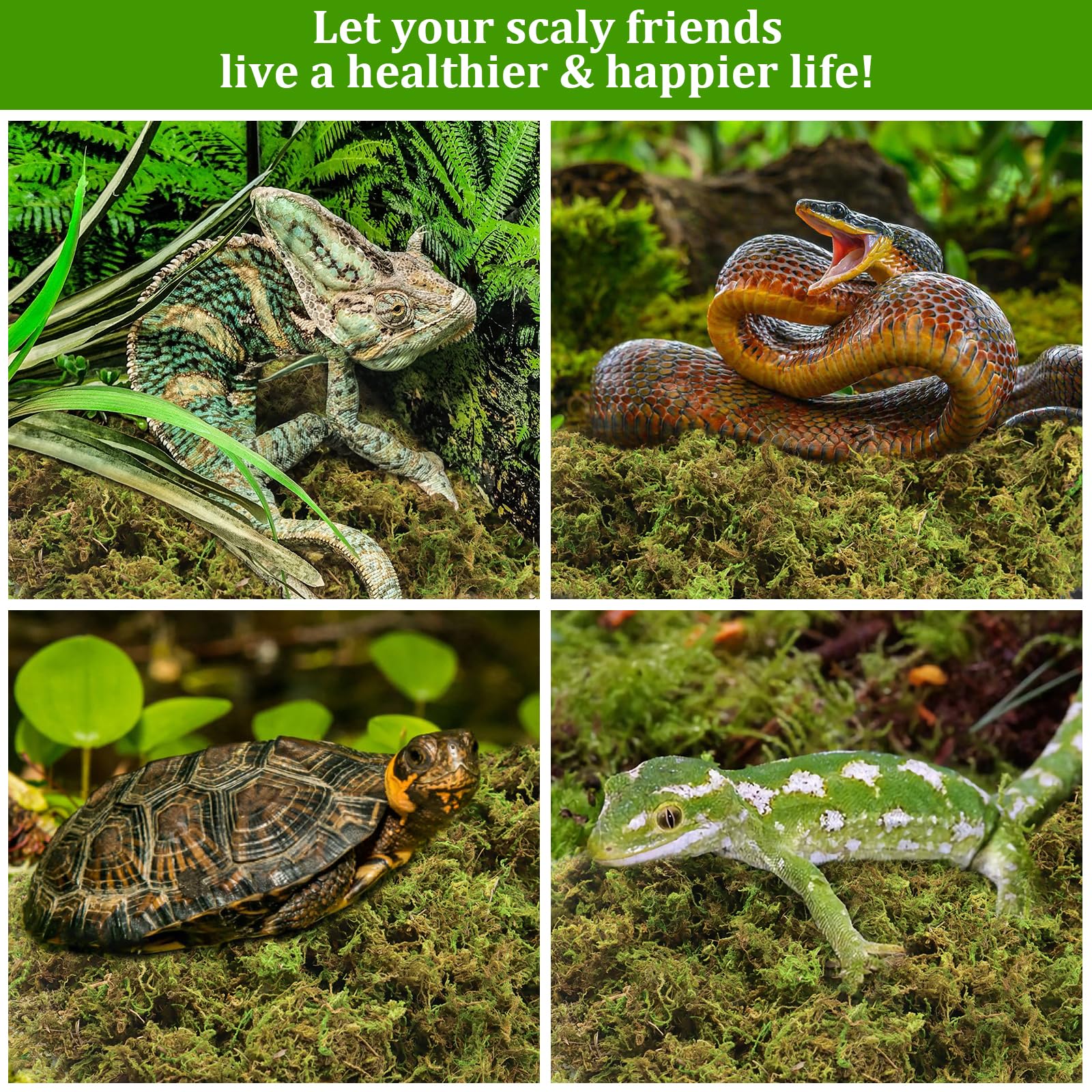 Legigo orchid-friendly moss substrate for plants and terraria.