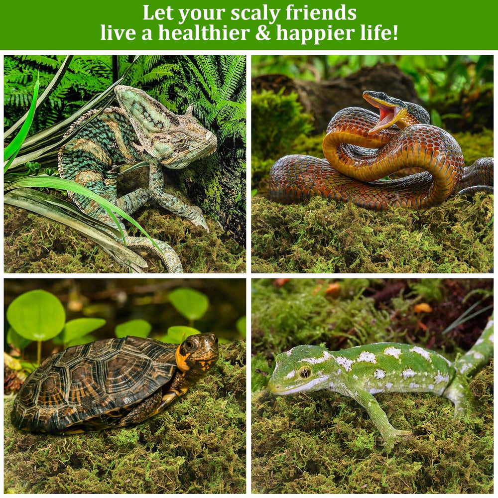 Legigo orchid-friendly moss substrate for plants and terraria.