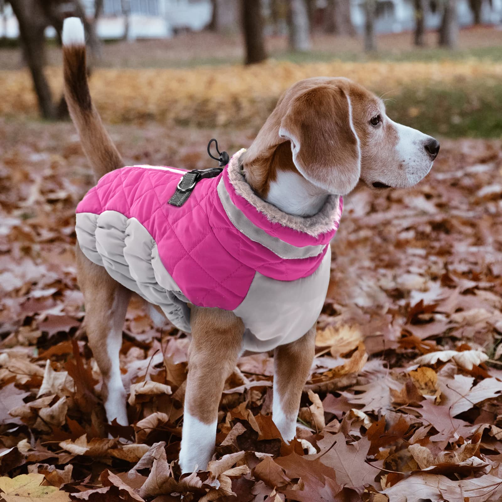 Lelepet 3XL coat on a Great Dane illustrates generous fit and comfortable wear.