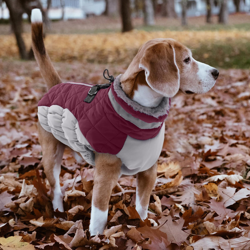 LeLePet coats available in multiple sizes for many breeds