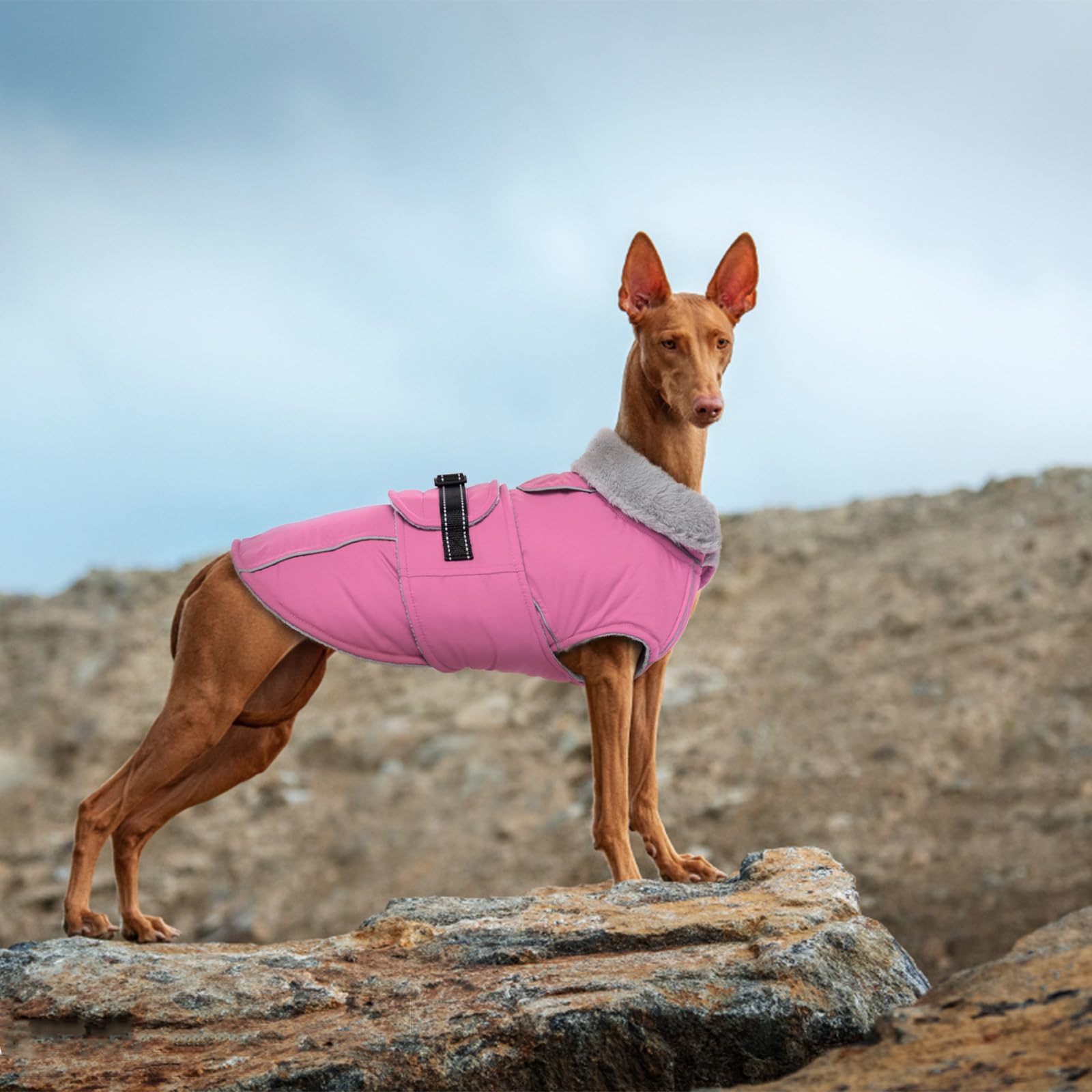 LeLePet pink warm coat on large dog during snowy outdoor stroll