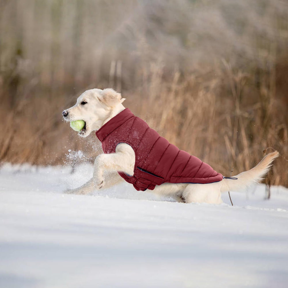 LeLePet multisize range from XS to 2XL for medium to large dogs