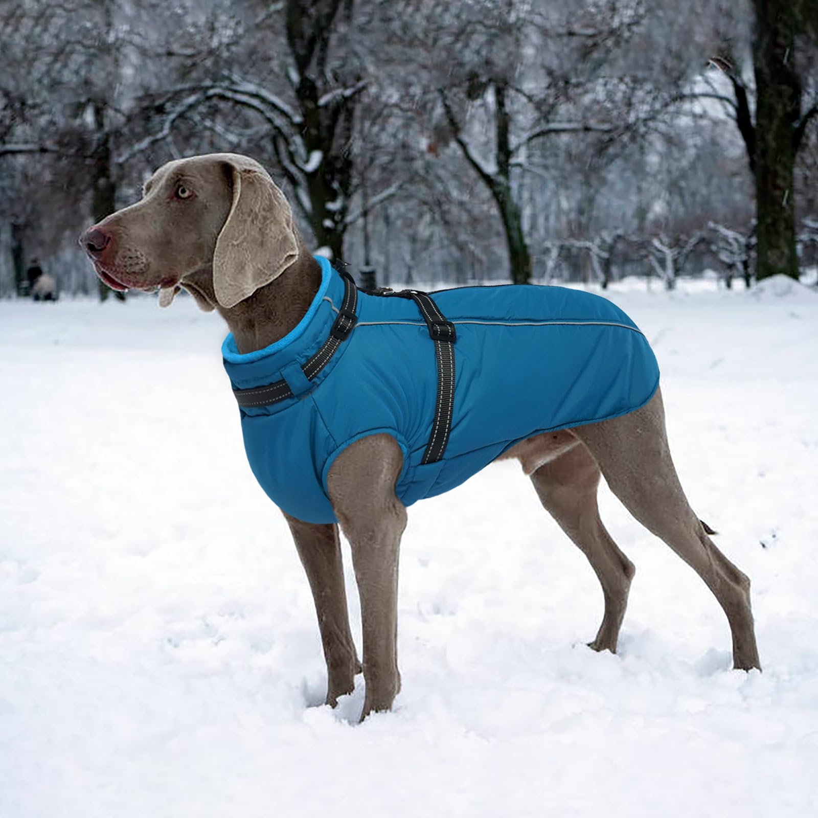 LeLePet XXL size fits large breeds like Weimaraner for a comfy outer layer