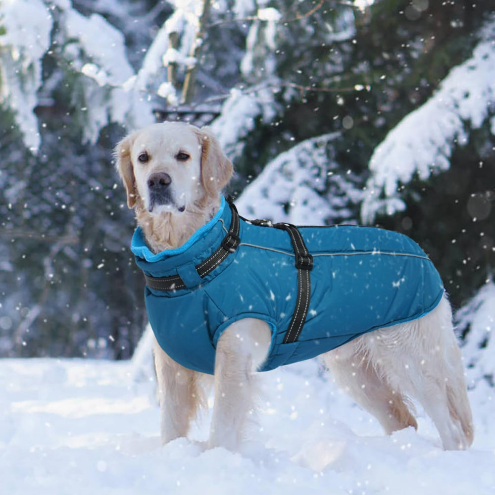 LeLePet blue coat designed for Weimaraner and other large breeds