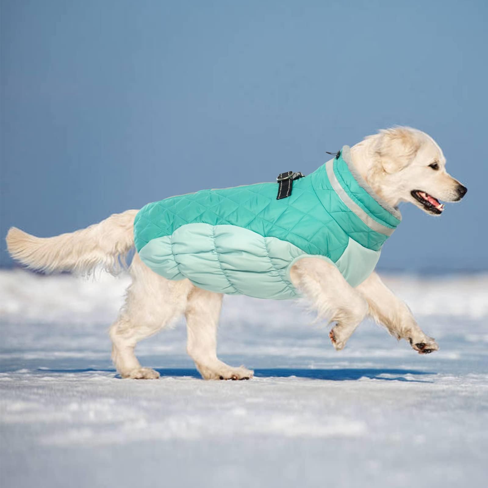 LeLePet dog coat designed for winter outdoor play in snow.