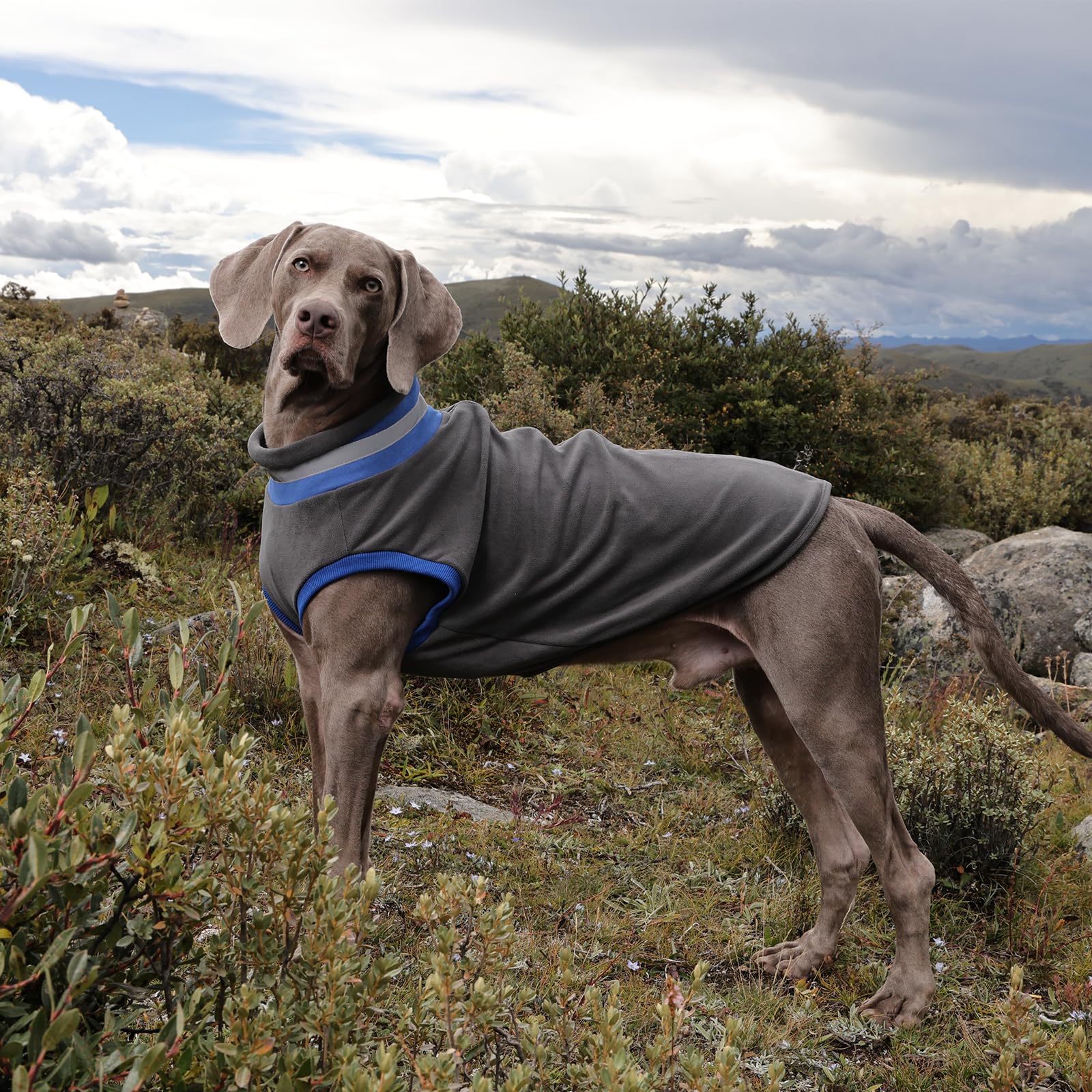LeLePet indoors-outdoors dog wear supports versatile cold-weather outings.