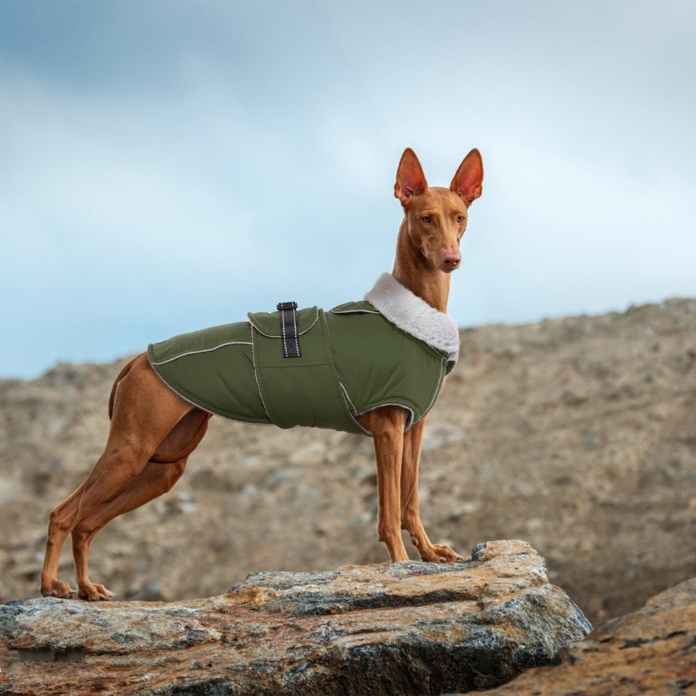 LeLePet outdoor winter activity with dog wearing jacket.
