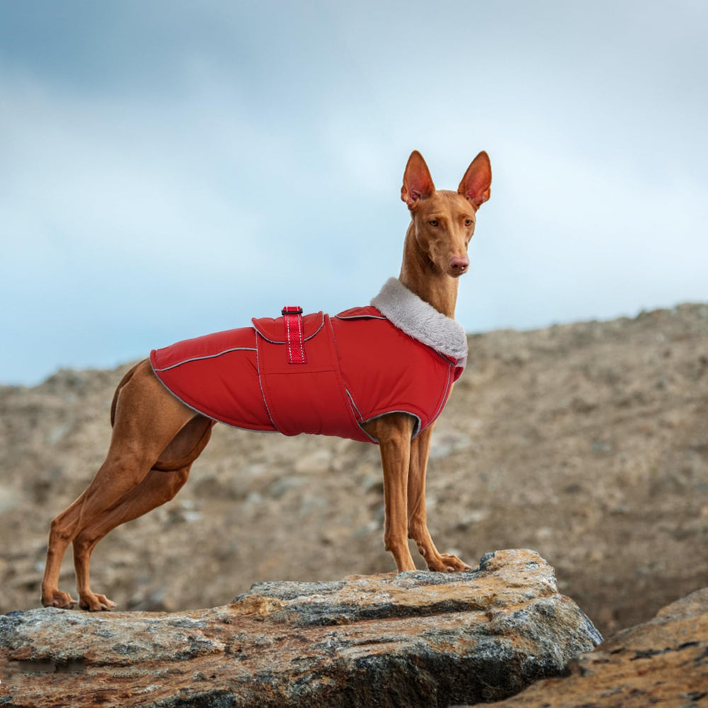 LeLePet Warm Dog Coat XL leash hole for easy outdoor walks