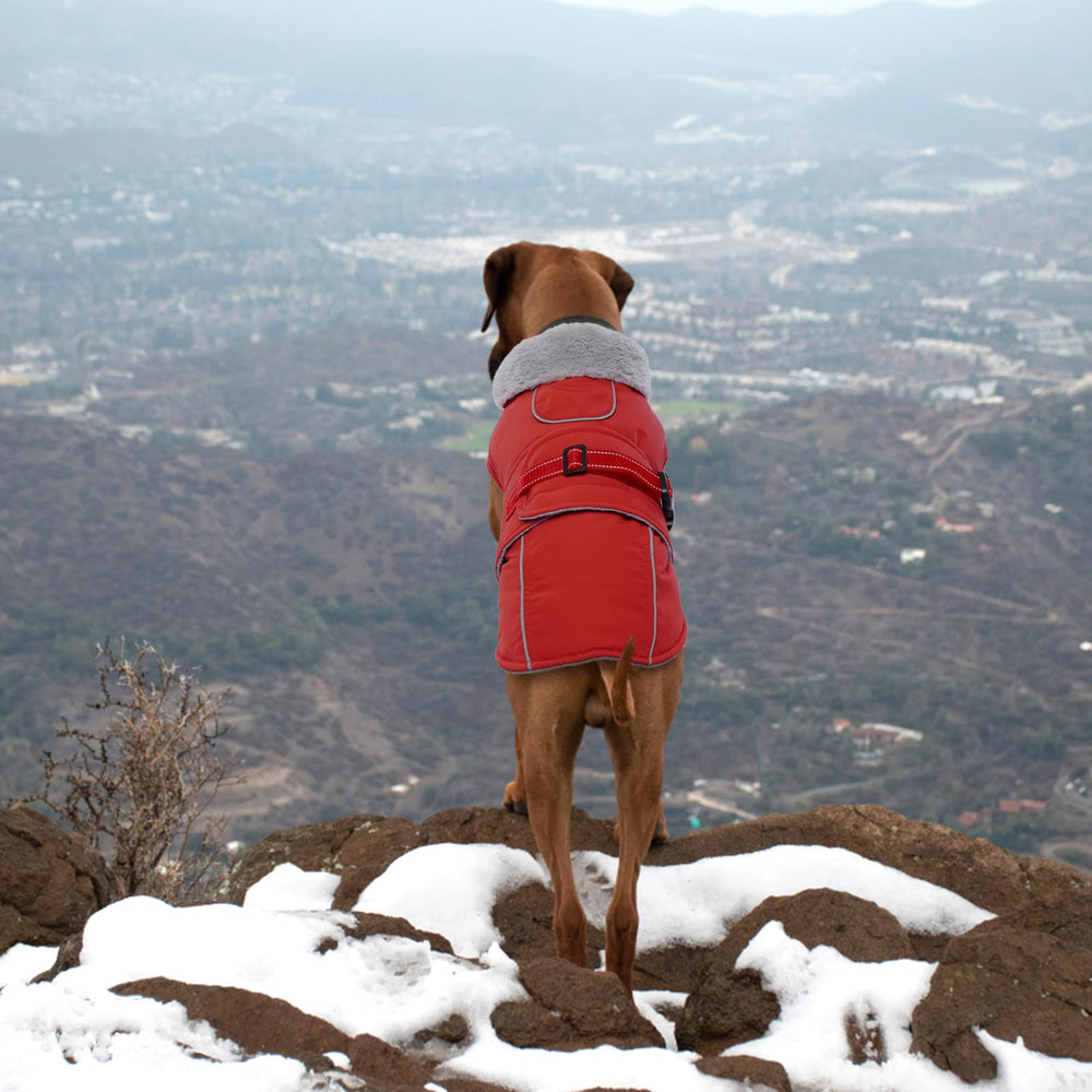 LeLePet Warm Dog Coat waterproof material in red fabric