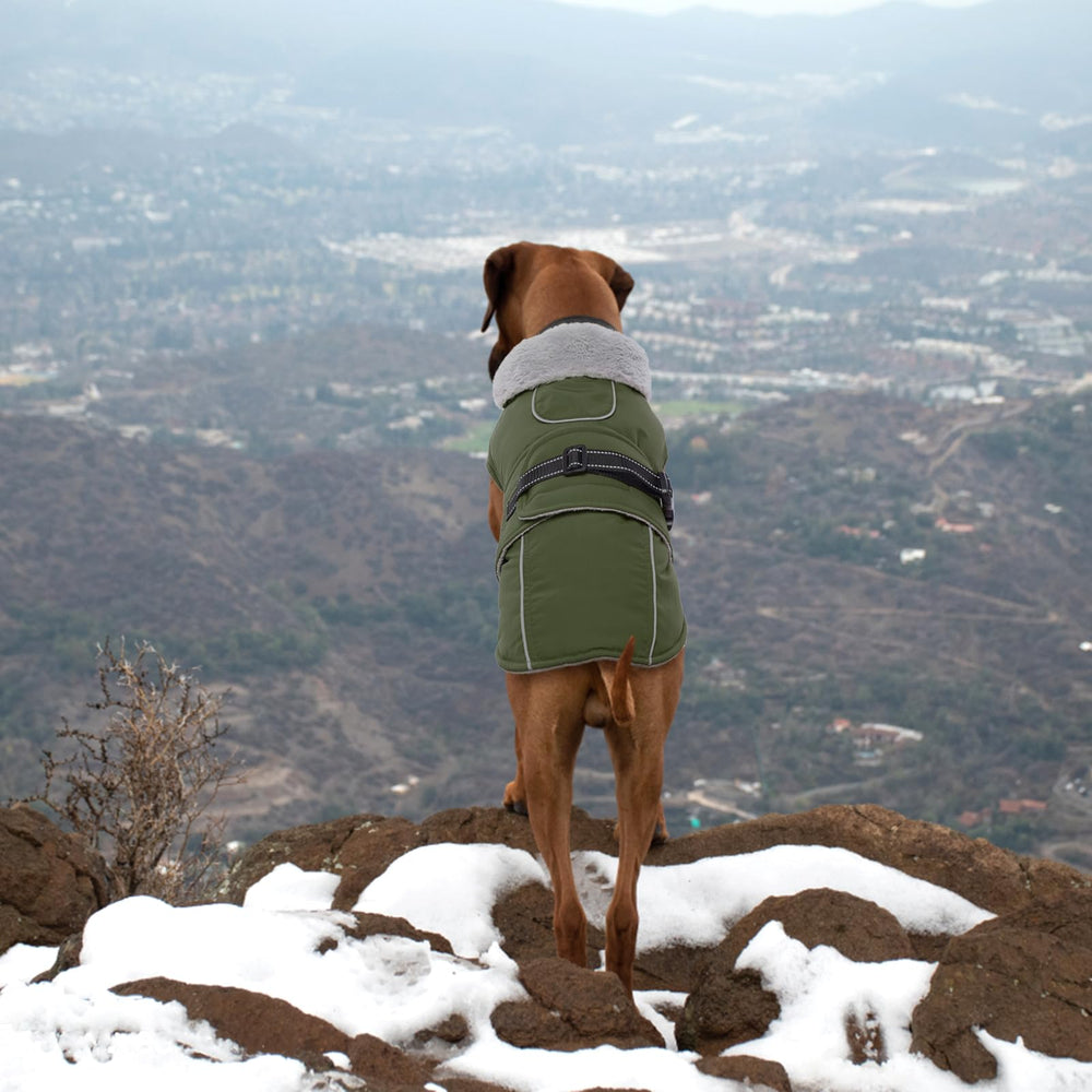 Lelepet Warm Dog Coat snow-winter-ready keeps dogs cozy in light snow.