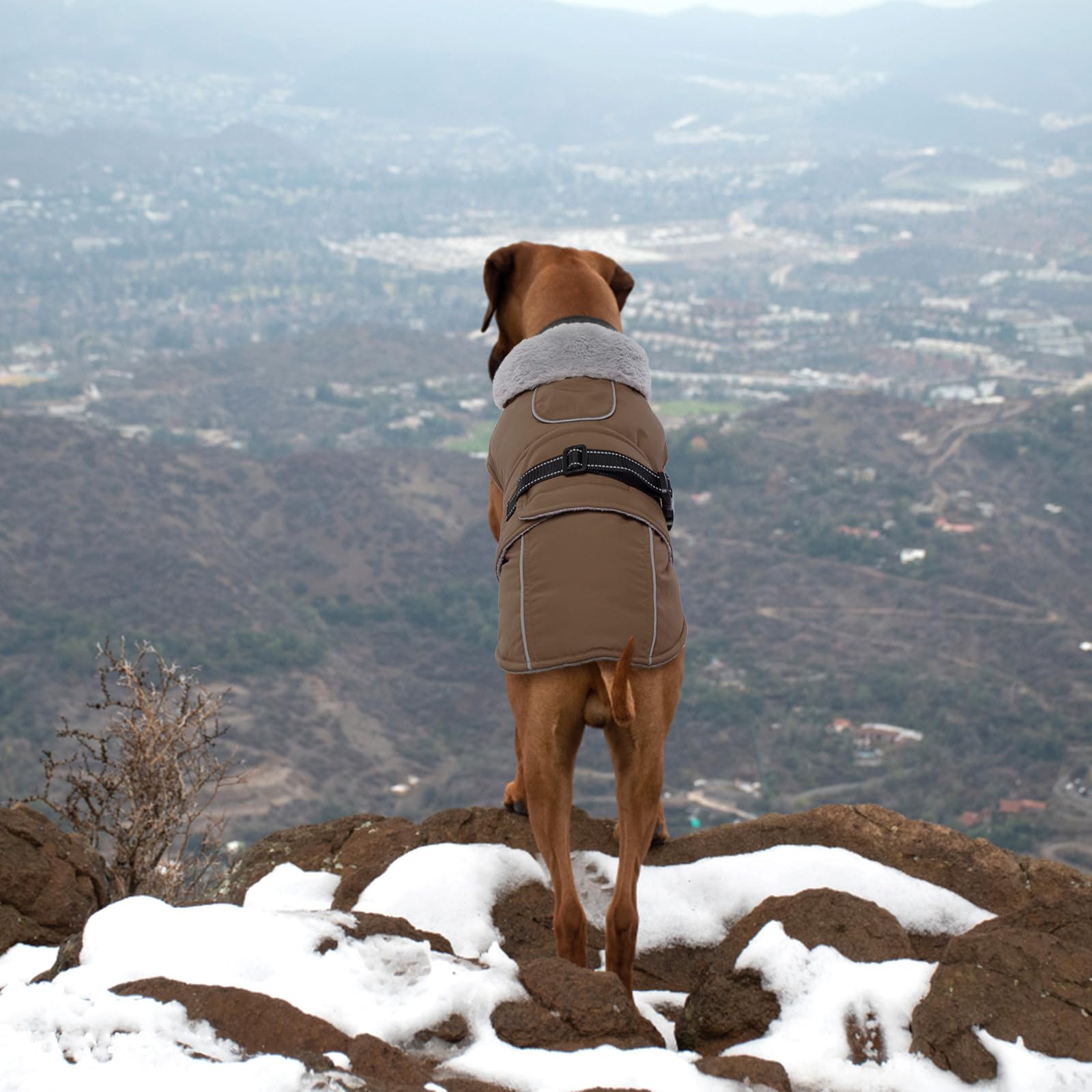 LeLePet coats offered in six sizes, including XL for large dogs