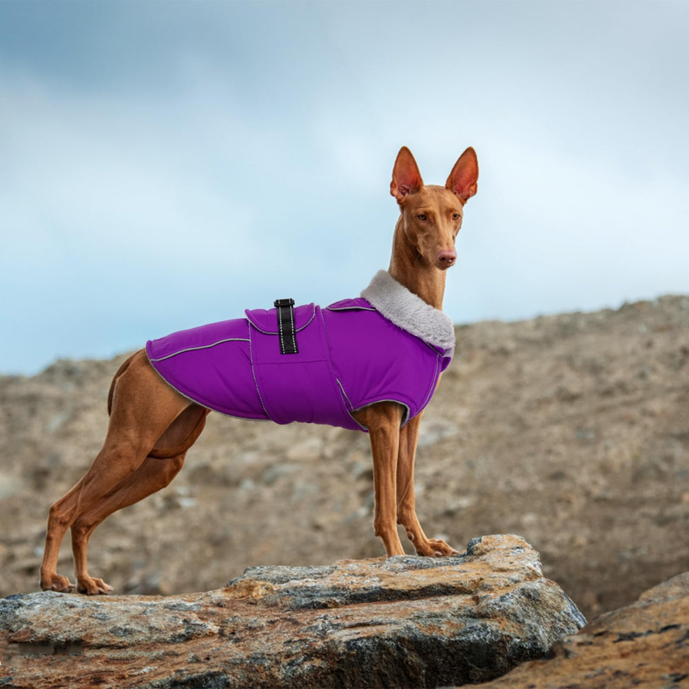 Lelepet warm dog winter coat on-dog wearing showcases practical comfort.