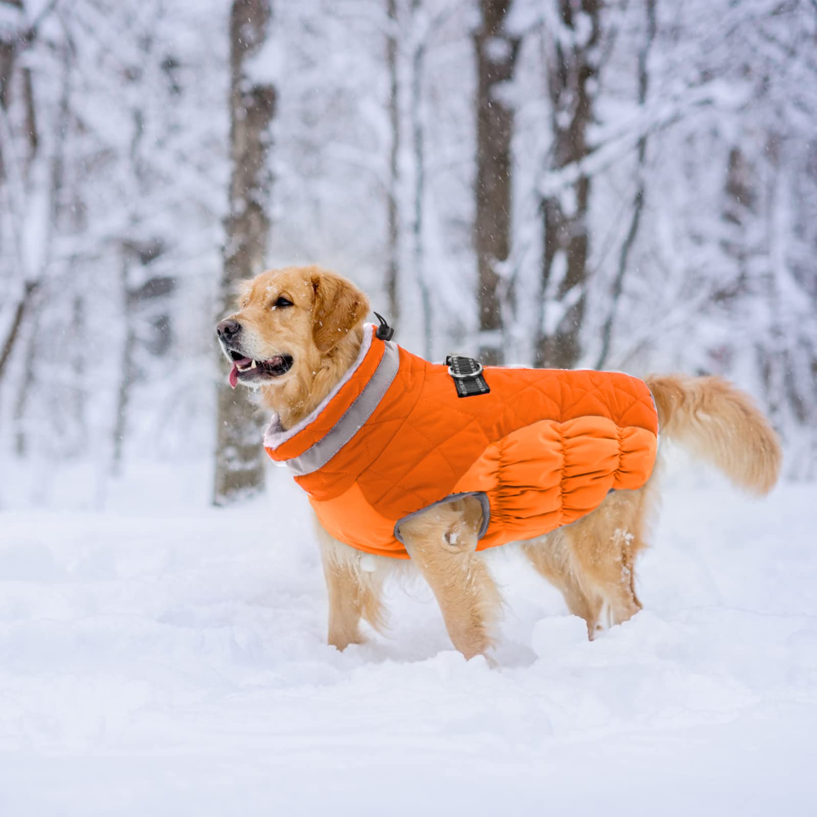 Lelepet blaze orange coat for high-visibility outdoor adventures