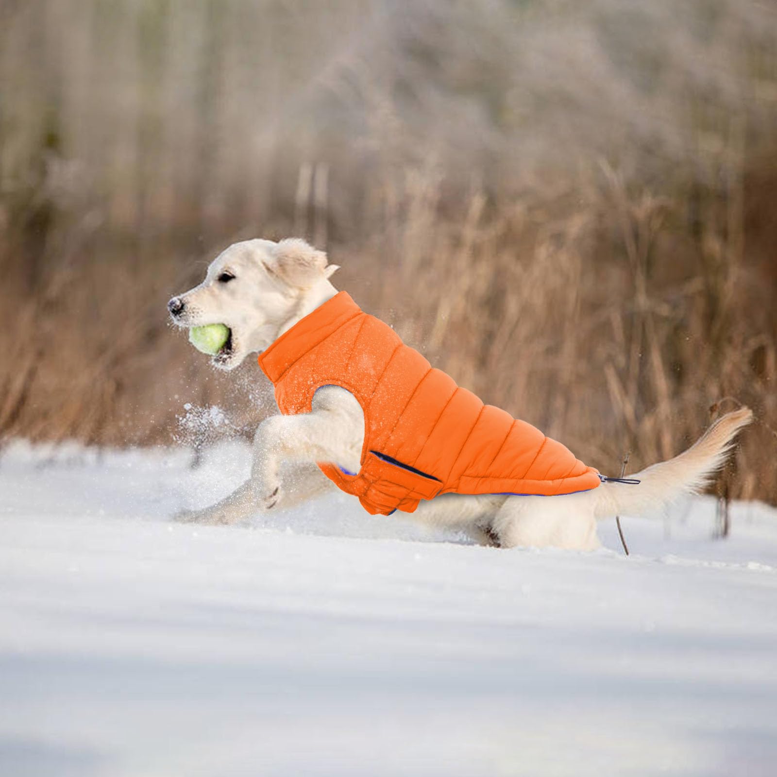 LeLePet XL Pitbull wearing orange coat for winter walks to stay cozy