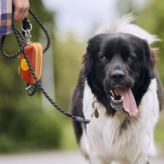 Lepawit poop bag holder on-leash setup offers easy access during walks and training.