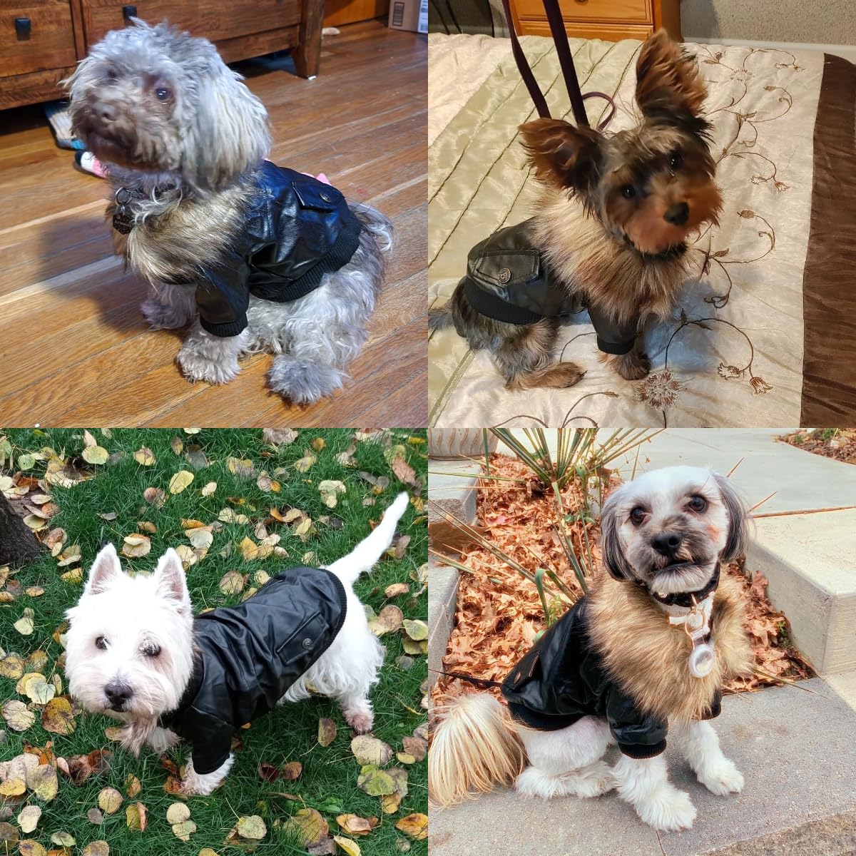 LESYPET black and red color options look stylish on small breeds