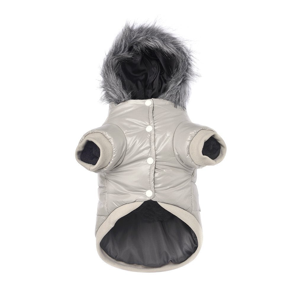 LESYPET windproof dog coat on a small dog ready for a chilly walk