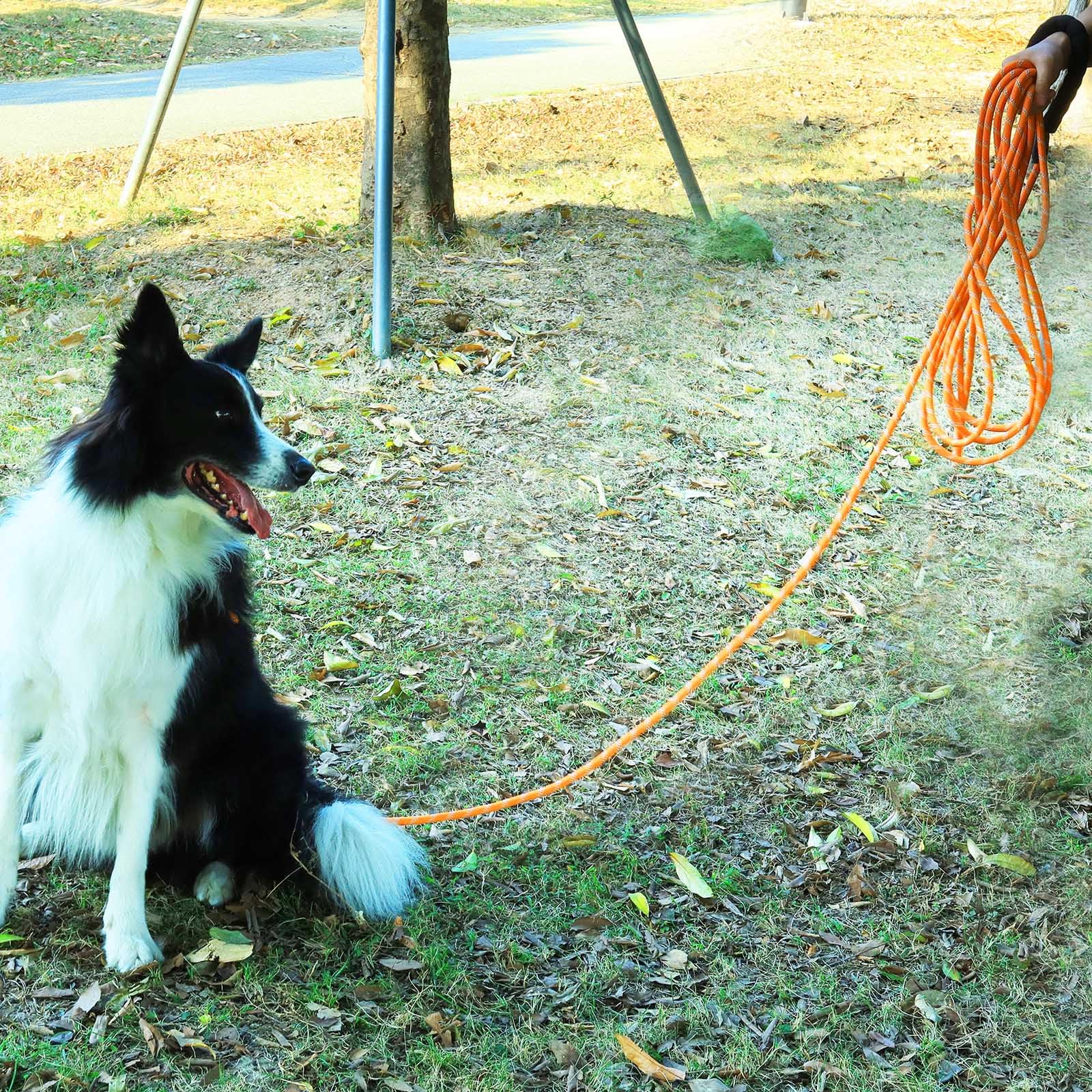 Leterno yard and beach training leash ideal for flexible use cases