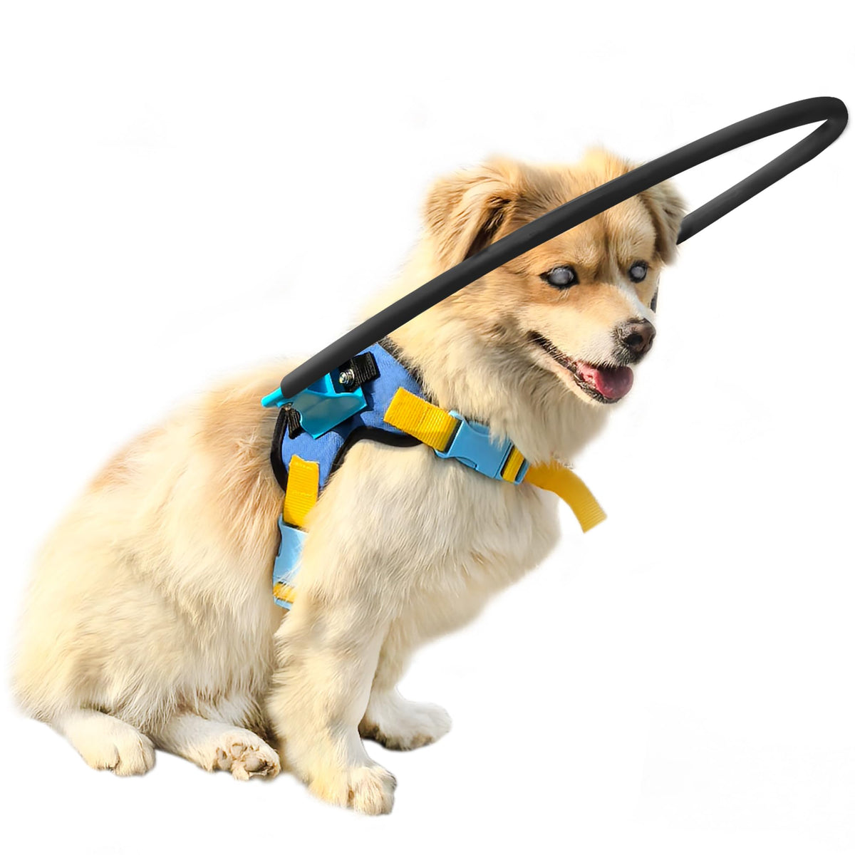 LetPetRun Blind Dog Halo Harness front view with secure double-buckle safety.