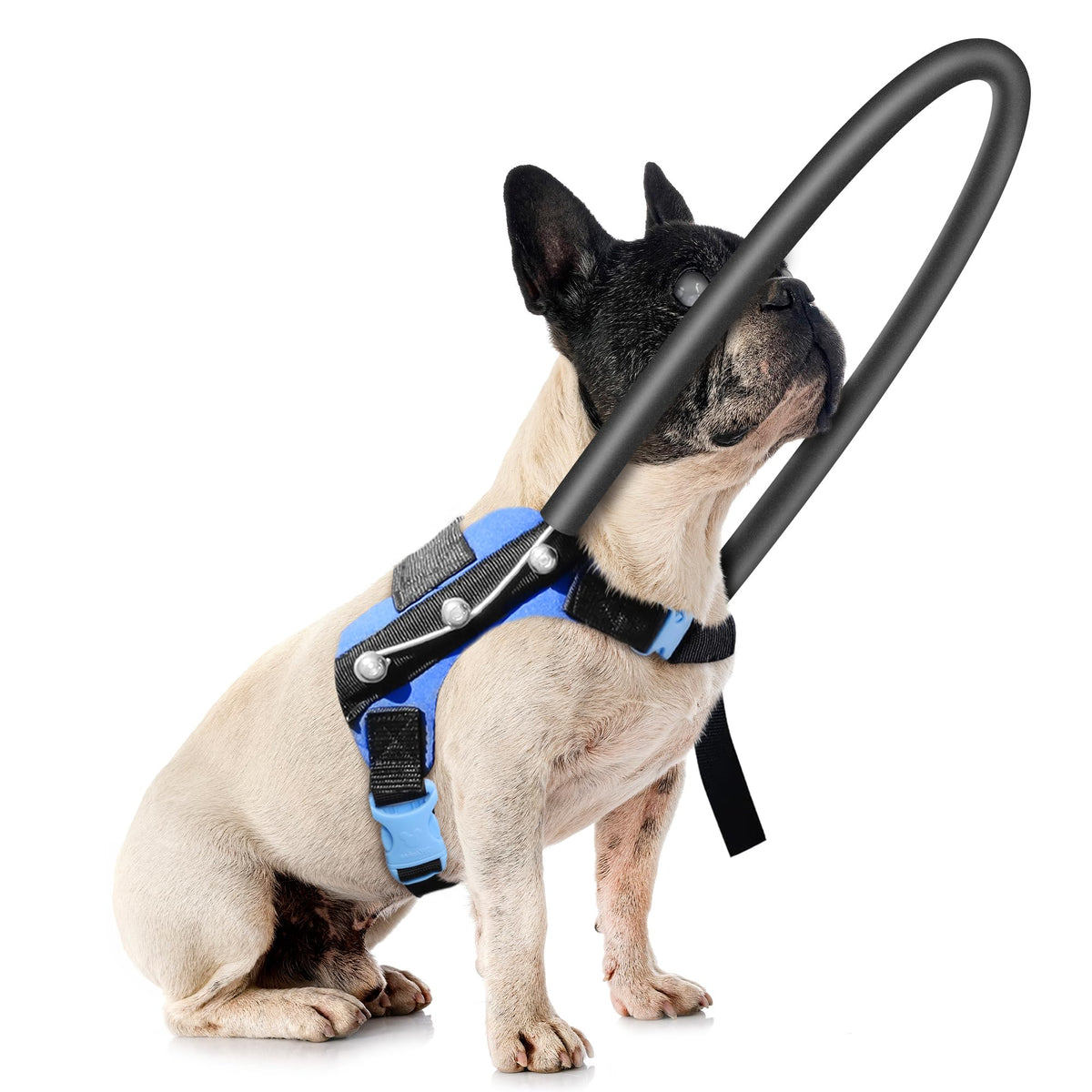 LetPetRun blind dog halo harness front view shows secure fit and cushioned protection.