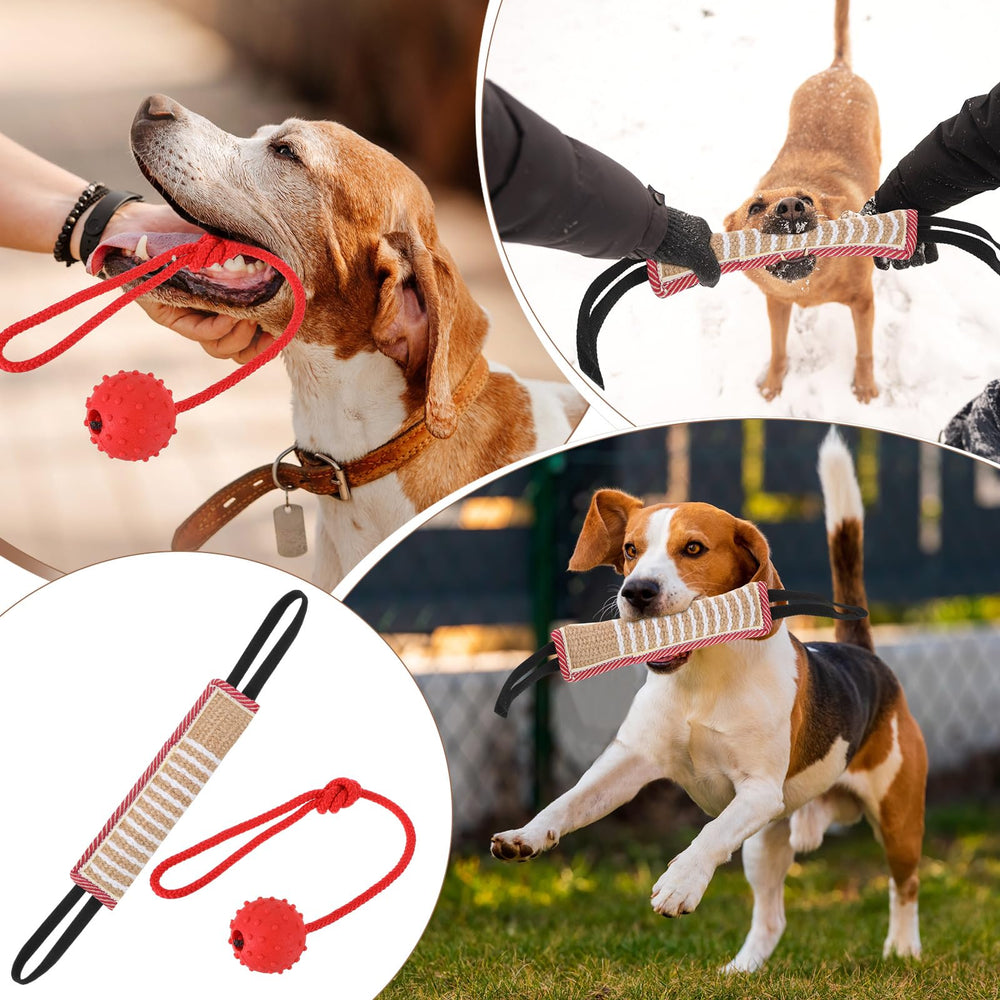 Leyndo agility training gear supports puppies to large dogs in interactive drills.