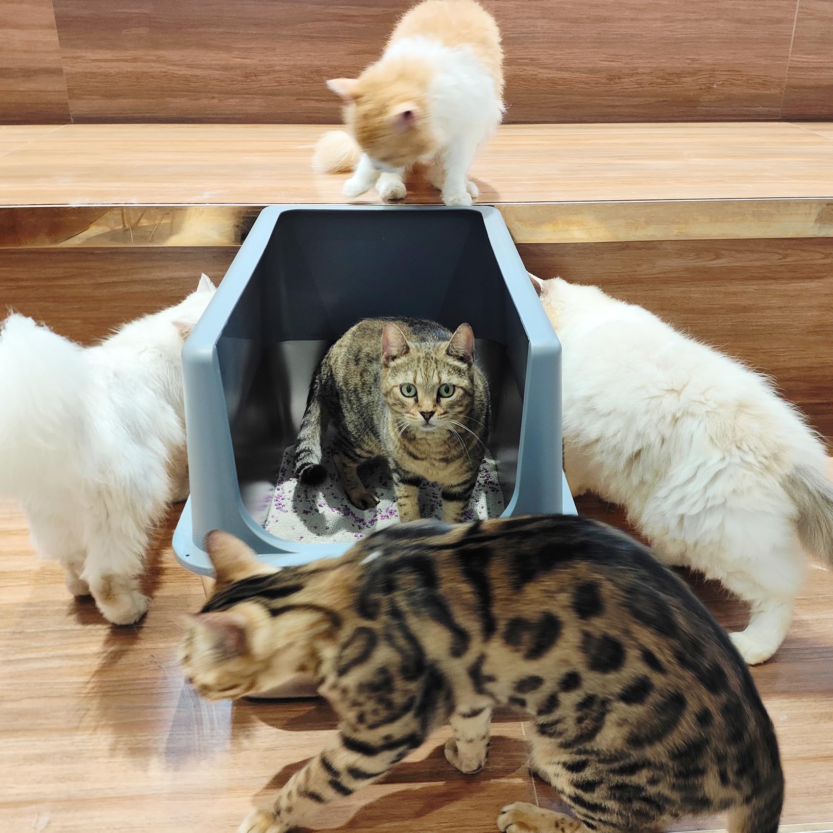 LIHOOOOM easy-clean litter pan supports quick wipes and rinses.