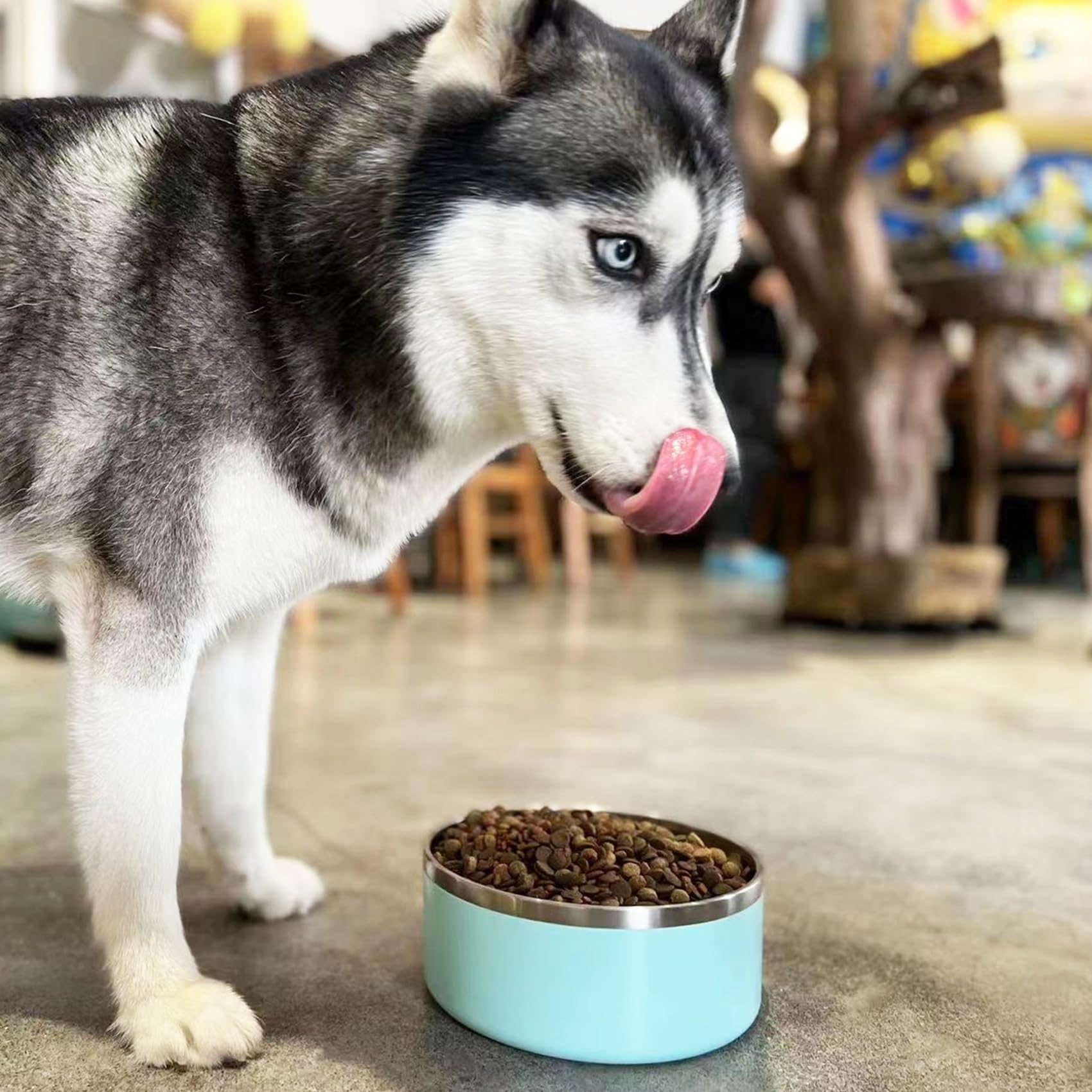 LIHOOOOM stainless-steel dog bowl outer PP shell highlights stylish, easy-to-clean design for pet owners.