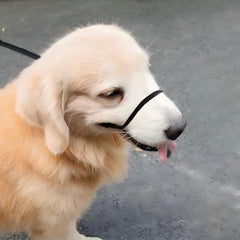 Lihtaiyi leather padded leash blue close-up highlights durable material and comfortable grip