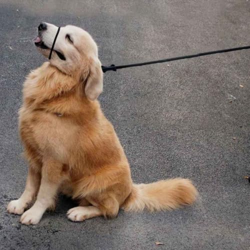 Lihtaiyi muzzle attachment blue showcases versatile training option for crowd situations