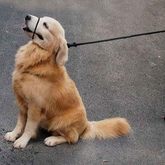 Lihtaiyi muzzle attachment blue showcases versatile training option for crowd situations