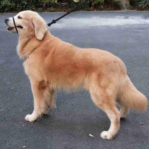 Lihtaiyi training figure-8 lead blue demonstrates multifunctional use for walking